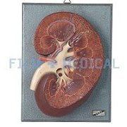 Internal Organs and More